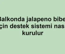 Balkonda jalapeno biber için destek sistemi nasıl kurulur