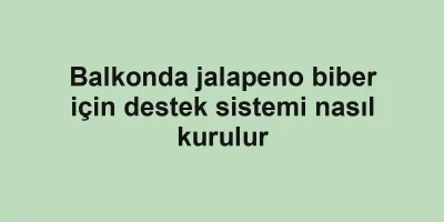 Balkonda jalapeno biber için destek sistemi nasıl kurulur