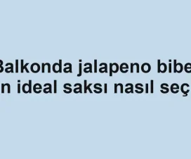 Balkonda jalapeno biber için ideal saksı nasıl seçilir