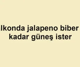 Balkonda jalapeno biber ne kadar güneş ister