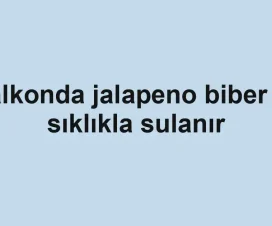 Balkonda jalapeno biber ne sıklıkla sulanır