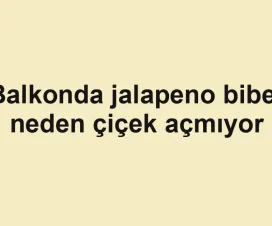 Balkonda jalapeno biber neden çiçek açmıyor