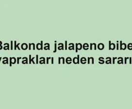 Balkonda jalapeno biber yaprakları neden sararır