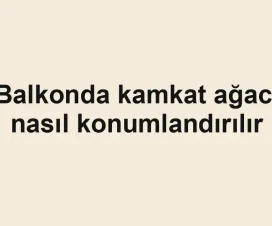 Balkonda kamkat ağacı nasıl konumlandırılır
