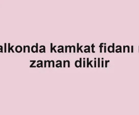 Balkonda kamkat fidanı ne zaman dikilir