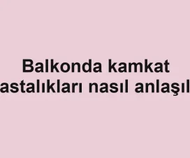 Balkonda kamkat hastalıkları nasıl anlaşılır