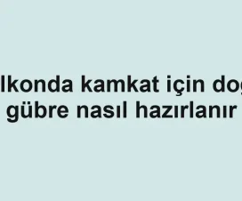 Balkonda kamkat için doğal gübre nasıl hazırlanır