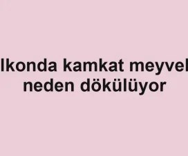 Balkonda kamkat meyveleri neden dökülüyor
