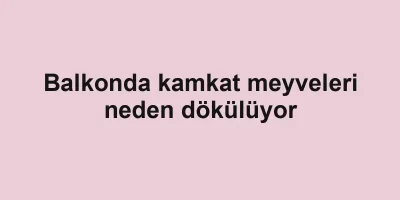 Balkonda kamkat meyveleri neden dökülüyor