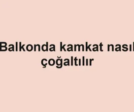 Balkonda kamkat nasıl çoğaltılır