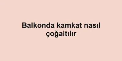 Balkonda kamkat nasıl çoğaltılır