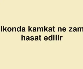 Balkonda kamkat ne zaman hasat edilir
