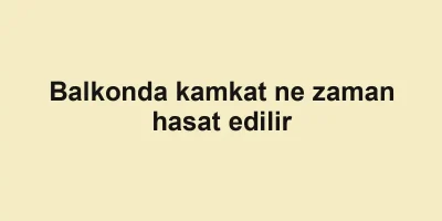 Balkonda kamkat ne zaman hasat edilir