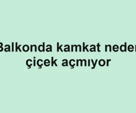 Balkonda kamkat neden çiçek açmıyor