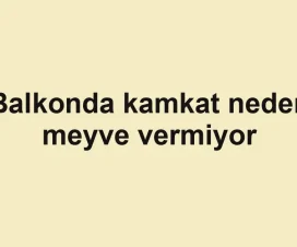 Balkonda kamkat neden meyve vermiyor
