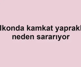 Balkonda kamkat yaprakları neden sararıyor