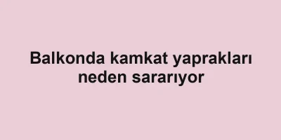 Balkonda kamkat yaprakları neden sararıyor