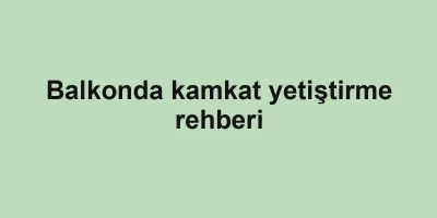 Balkonda kamkat yetiştirme rehberi