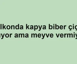 Balkonda kapya biber çiçek açıyor ama meyve vermiyor