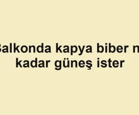 Balkonda kapya biber ne kadar güneş ister