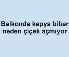 Balkonda kapya biber neden çiçek açmıyor