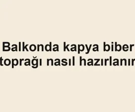Balkonda kapya biber toprağı nasıl hazırlanır
