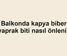 Balkonda kapya biber yaprak biti nasıl önlenir
