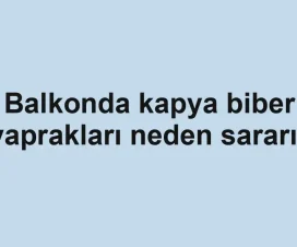 Balkonda kapya biber yaprakları neden sararır