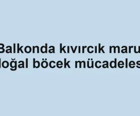 Balkonda kıvırcık marul doğal böcek mücadelesi