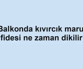 Balkonda kıvırcık marul fidesi ne zaman dikilir