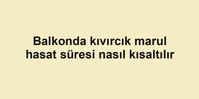 Balkonda kıvırcık marul hasat süresi nasıl kısaltılır
