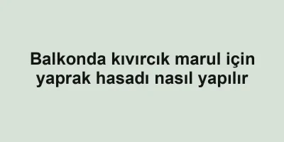 Balkonda kıvırcık marul için yaprak hasadı nasıl yapılır
