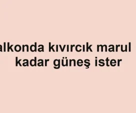 Balkonda kıvırcık marul ne kadar güneş ister