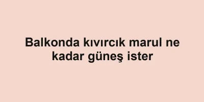 Balkonda kıvırcık marul ne kadar güneş ister