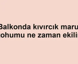 Balkonda kıvırcık marul tohumu ne zaman ekilir