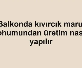 Balkonda kıvırcık marul tohumundan üretim nasıl yapılır