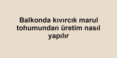 Balkonda kıvırcık marul tohumundan üretim nasıl yapılır