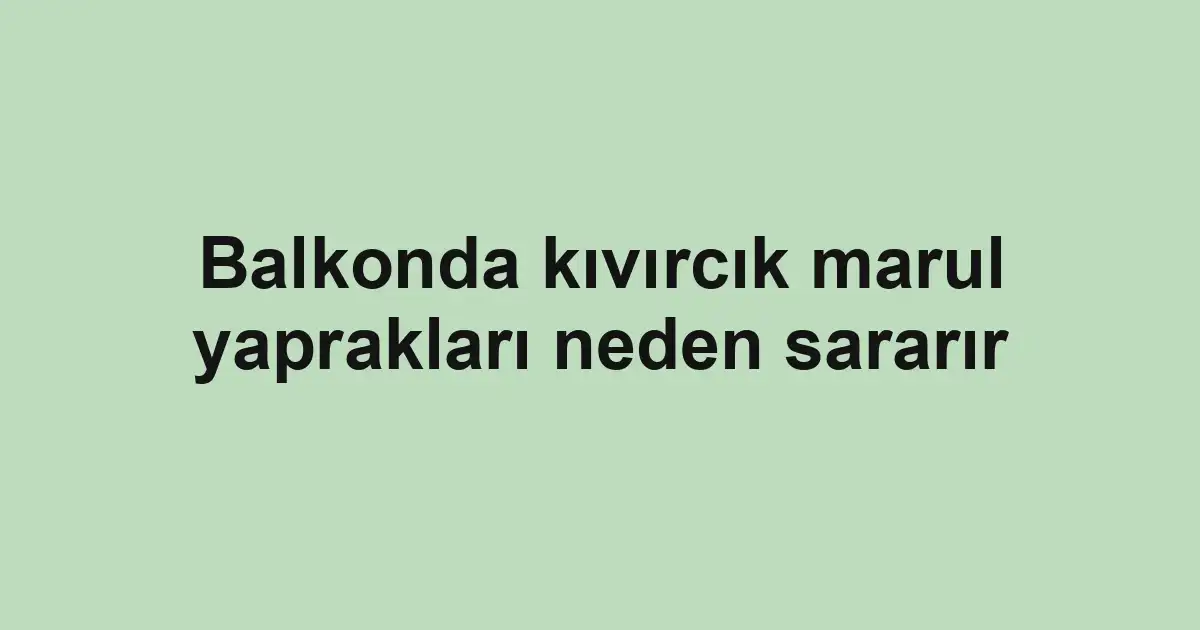 Balkonda kıvırcık marul yaprakları neden sararır