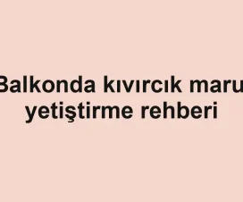 Balkonda kıvırcık marul yetiştirme rehberi