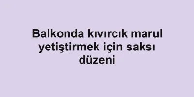 Balkonda kıvırcık marul yetiştirmek için saksı düzeni