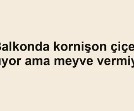 Balkonda kornişon çiçek açıyor ama meyve vermiyor