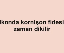Balkonda kornişon fidesi ne zaman dikilir