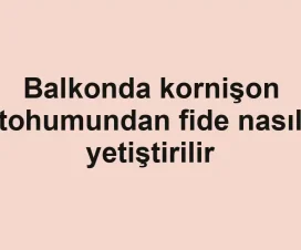Balkonda kornişon tohumundan fide nasıl yetiştirilir