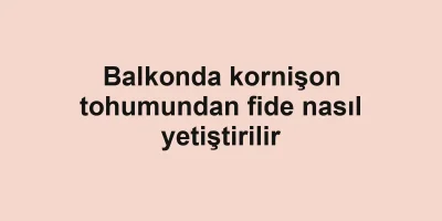 Balkonda kornişon tohumundan fide nasıl yetiştirilir