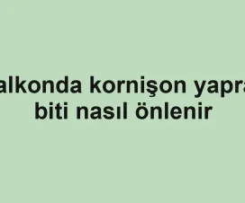 Balkonda kornişon yaprak biti nasıl önlenir
