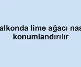 Balkonda lime ağacı nasıl konumlandırılır