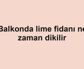 Balkonda lime fidanı ne zaman dikilir