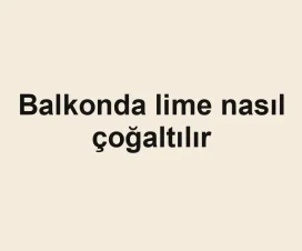 Balkonda lime nasıl çoğaltılır