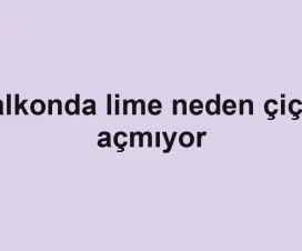 Balkonda lime neden çiçek açmıyor