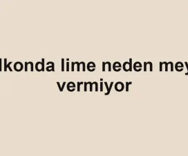 Balkonda lime neden meyve vermiyor